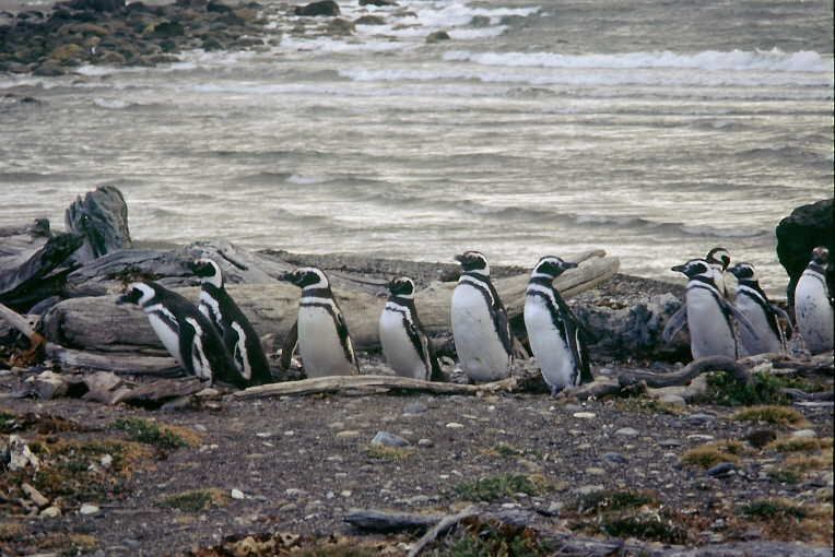 0138KM 50085 25FEB03 Chile Punta Arenas.jpg